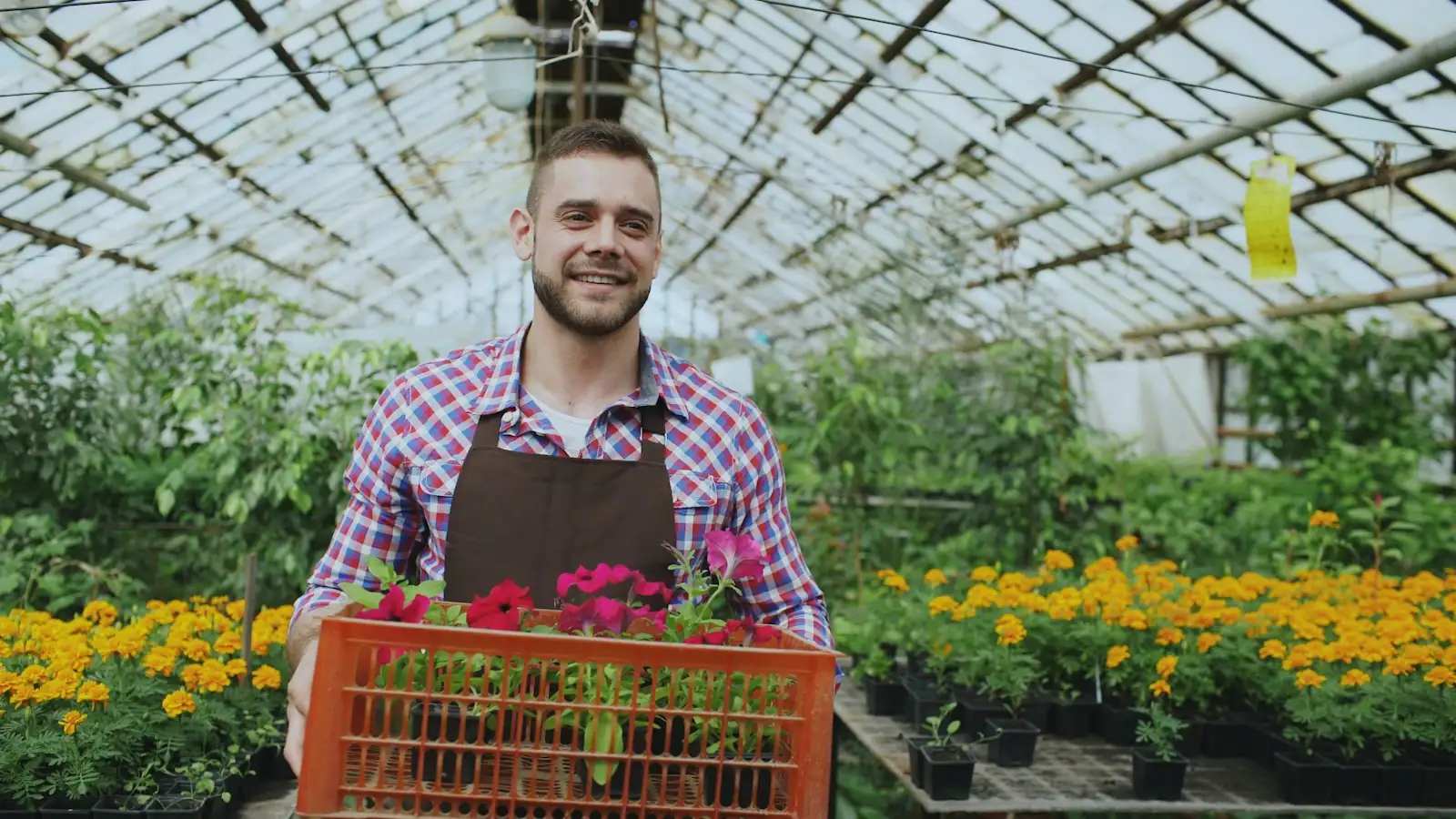Nursery owner carrying a crate of flowers in a greenhouse